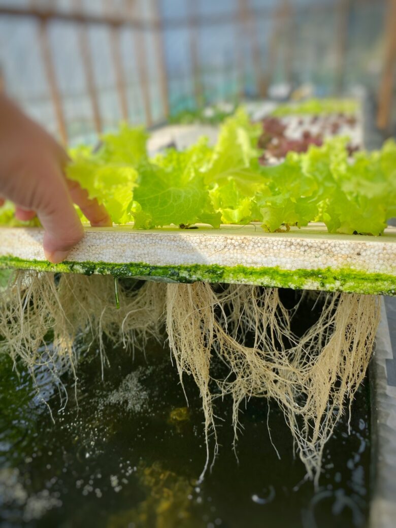水中に根を伸ばすレタス
