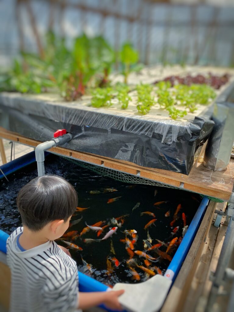 魚の病気を防ぐための環境作り