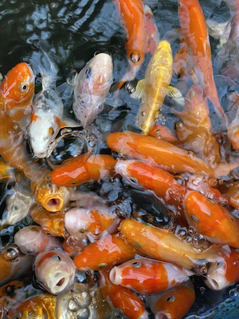 錦鯉が水面で餌を食べている様子