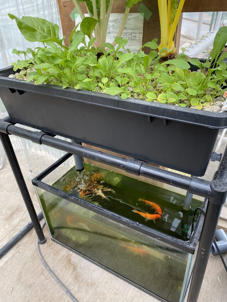 栽培槽から水が落ちる小型水槽で泳ぐ金魚