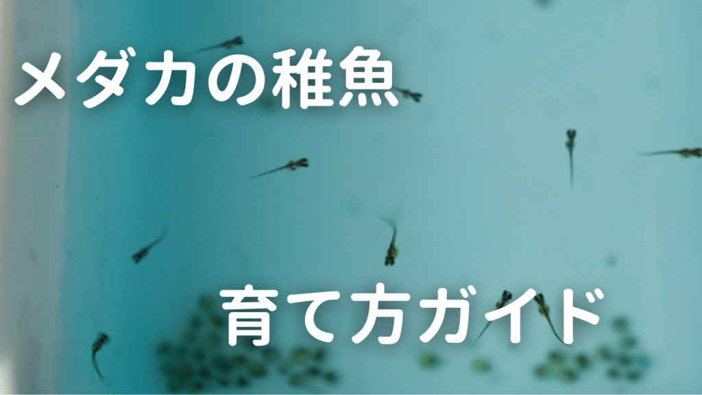 メダカの稚魚