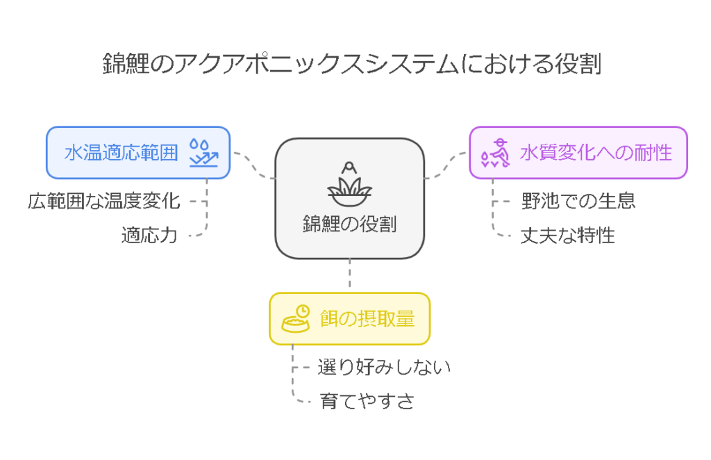 アクアポニックス初心者には錦鯉がおすすめ