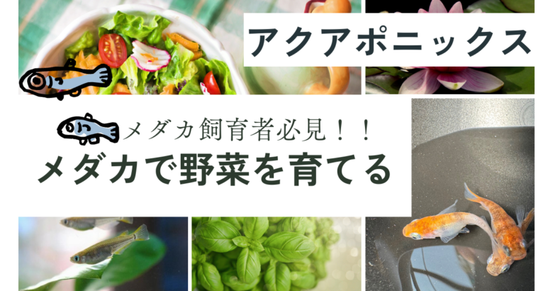 メダカ飼育者必見！】水換え不要？アクアポニックスでメダカと野菜を育てるメリット - 鷲林寺アクアファーム