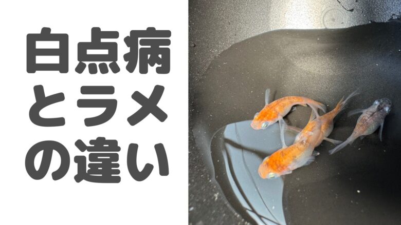 白点病とラメの違い