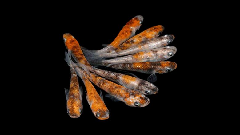 複数のメダカが泳ぐ様子
