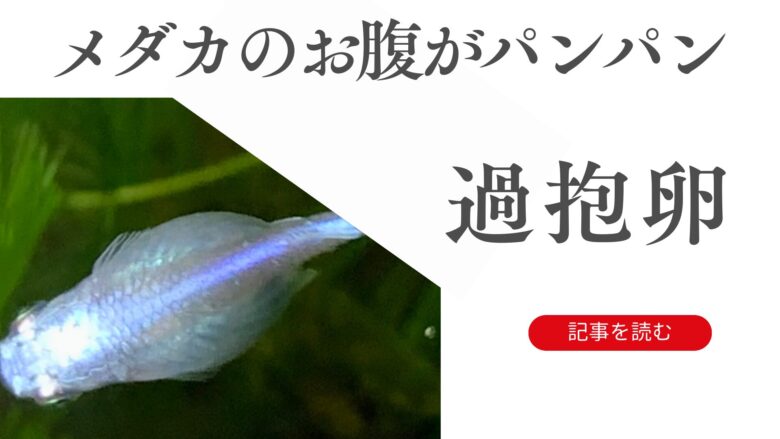 【違う種類のメダカは混ぜてもOK!?】混泳させることのリスクはある？交配に注意 - 鷲林寺アクアファーム