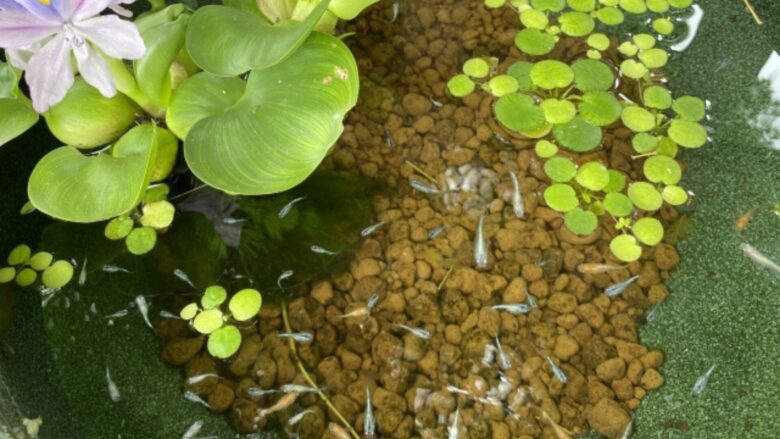 メダカの稚魚(針子)のエサは『PSBだけ』でOK? PSBを使った効果的な飼育法 - 鷲林寺アクアファーム