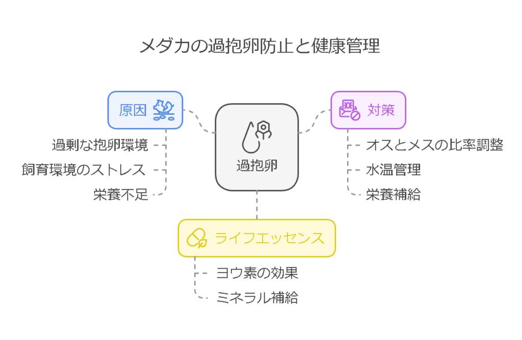 過抱卵とは？メダカのお腹がパンパンになる理由と対策方法