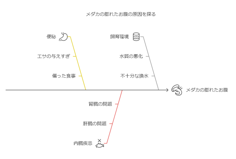 メダカのお腹が膨れる原因は過抱卵だけじゃない！他に考えられる健康リスクと対策