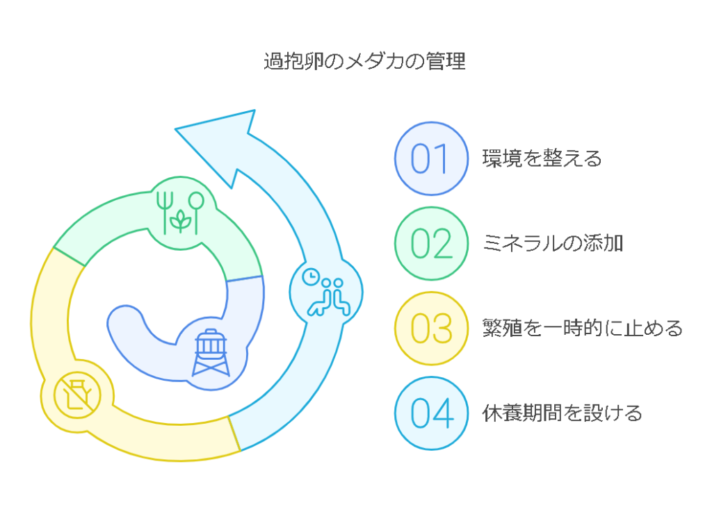 メダカが過抱卵になった時の対処法と治療のステップ