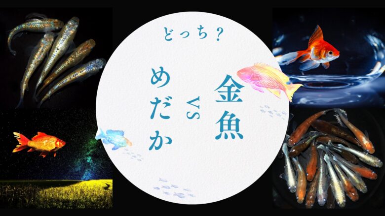 初心者向け！メダカと金魚、どっちが飼いやすい？飼育のコツや選び方 