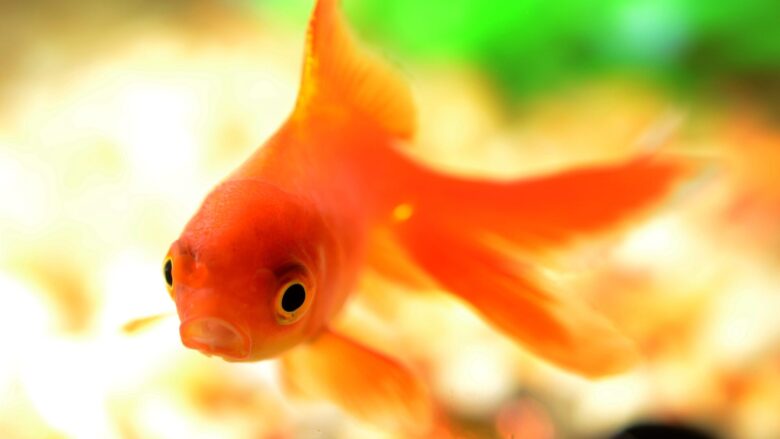 金魚がよく泳ぎ、よく餌を食べるのは水温15〜28℃。とくに20℃前後が過ごしやすい。