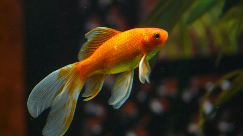 水中を泳ぐ金魚