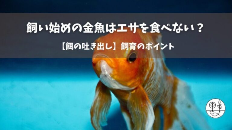 メダカの稚魚（針子）のエサは『PSBだけ』でOK? PSBを使った効果的な飼育法 - 鷲林寺アクアファーム