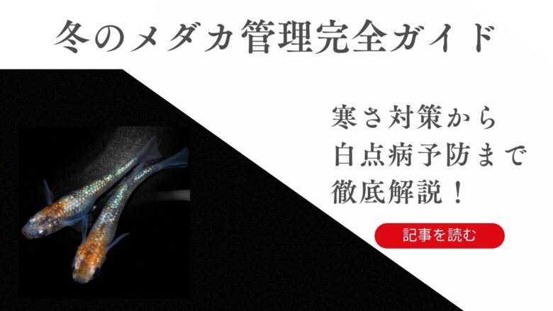 冬のメダカ管理完全ガイド—寒さ対策から白点病予防まで徹底解説！