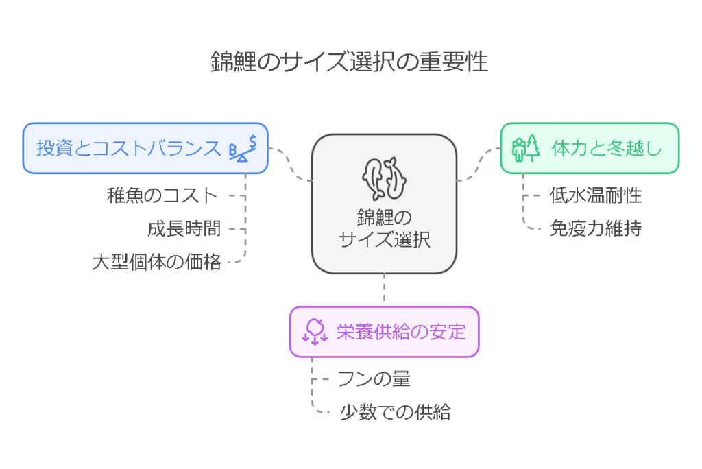 なぜアクアポニックスでは「最低でも15cm以上の錦鯉」を選ぶべきなのか？