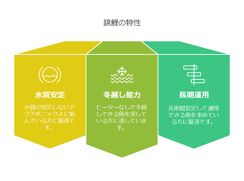 「綾koiファーム」の錦鯉なら、アクアポニックスを成功させられる！