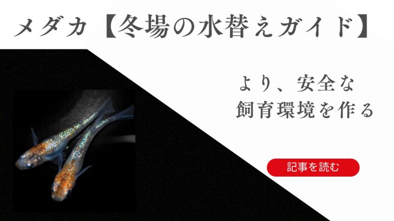 メダカの冬の水替え方法