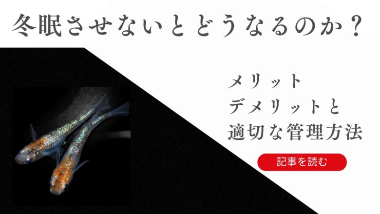 メダカ冬眠しないとどうなる