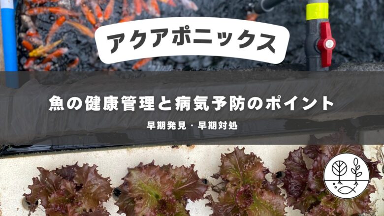 魚の健康管理と病気予防のポイント