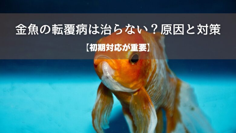 【初期対応が重要】金魚の転覆病は治らない？原因と対策