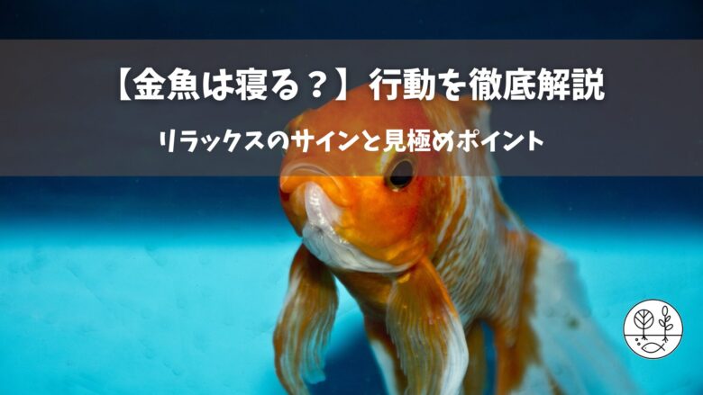 【金魚は寝る？】行動を徹底解説！リラックスのサインと見極めポイント