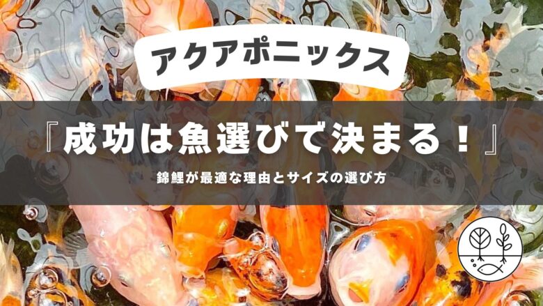 アクアポニックスの『成功は魚選びで決まる！』綾koiファームの錦鯉が最適な理由とサイズの選び方