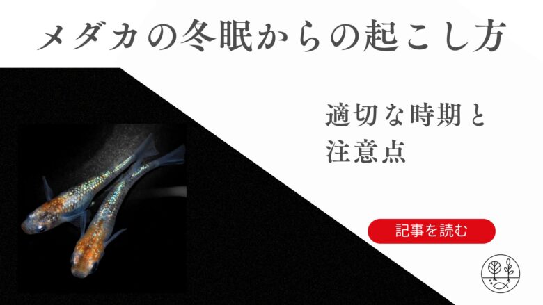 メダカの冬眠からの起こし方ガイド｜適切な時期と注意点