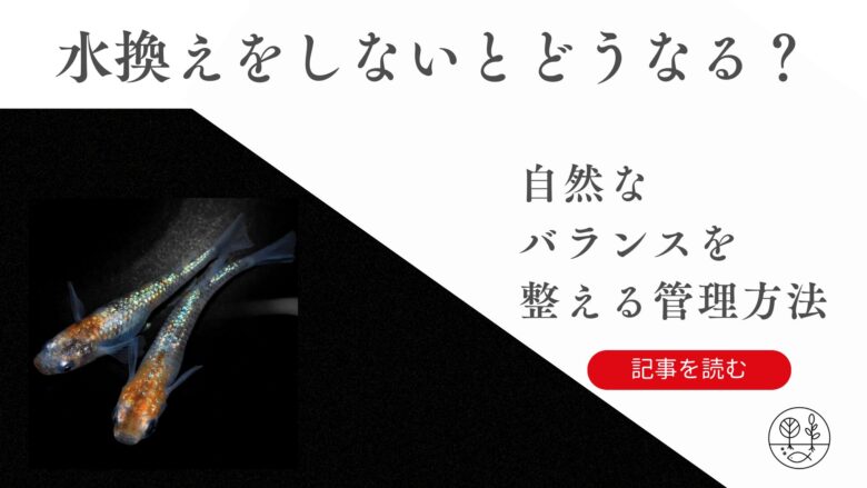 メダカの水換えをしないとどうなる？