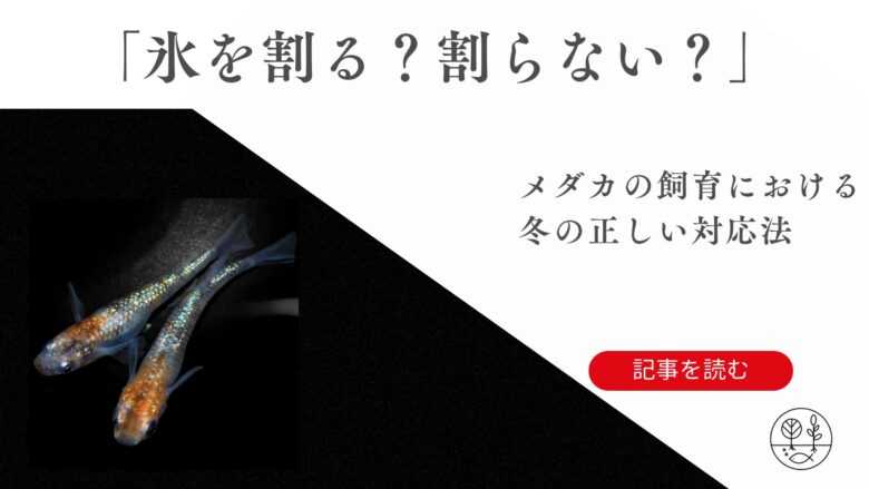 メダカの飼育における「氷を割る？割らない？」｜冬の正しい対応法