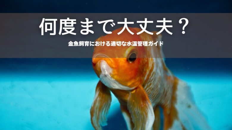 何度まで大丈夫？金魚飼育における適切な水温管理ガイド