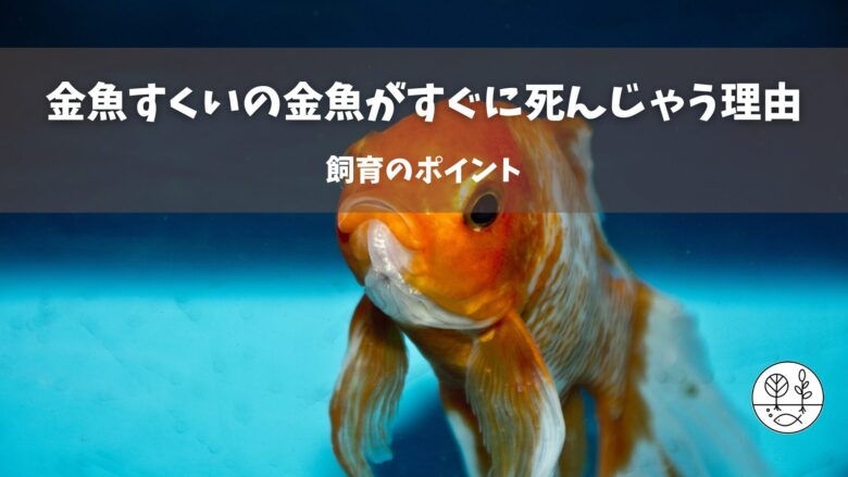 金魚すくいの金魚がすぐに死んじゃう理由と飼育のポイント