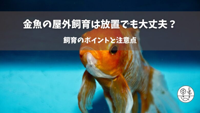 金魚の屋外飼育は放置でも大丈夫？飼育のポイントと注意点