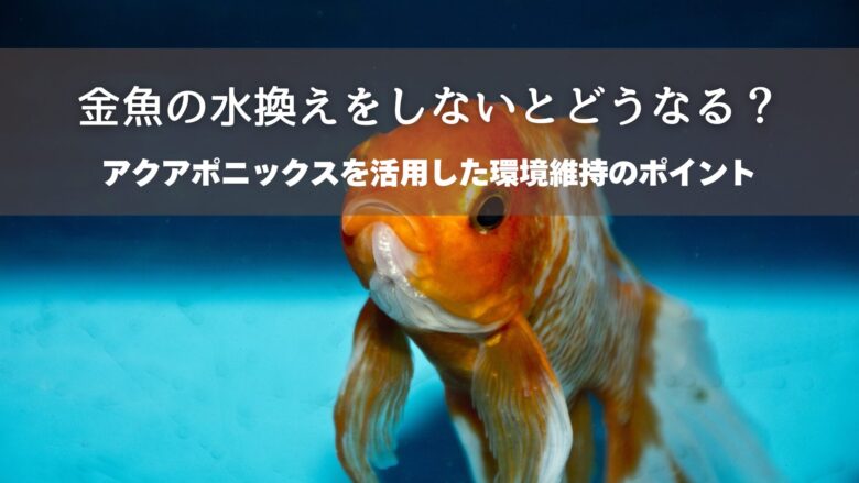 金魚の水換えをしないとどうなる？アクアポニックスを活用した環境維持のポイント