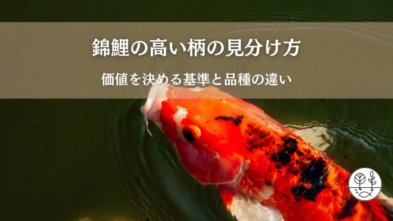 錦鯉の『高い柄の見分け方』：価値を決める基準と品種の違い：大正三色 