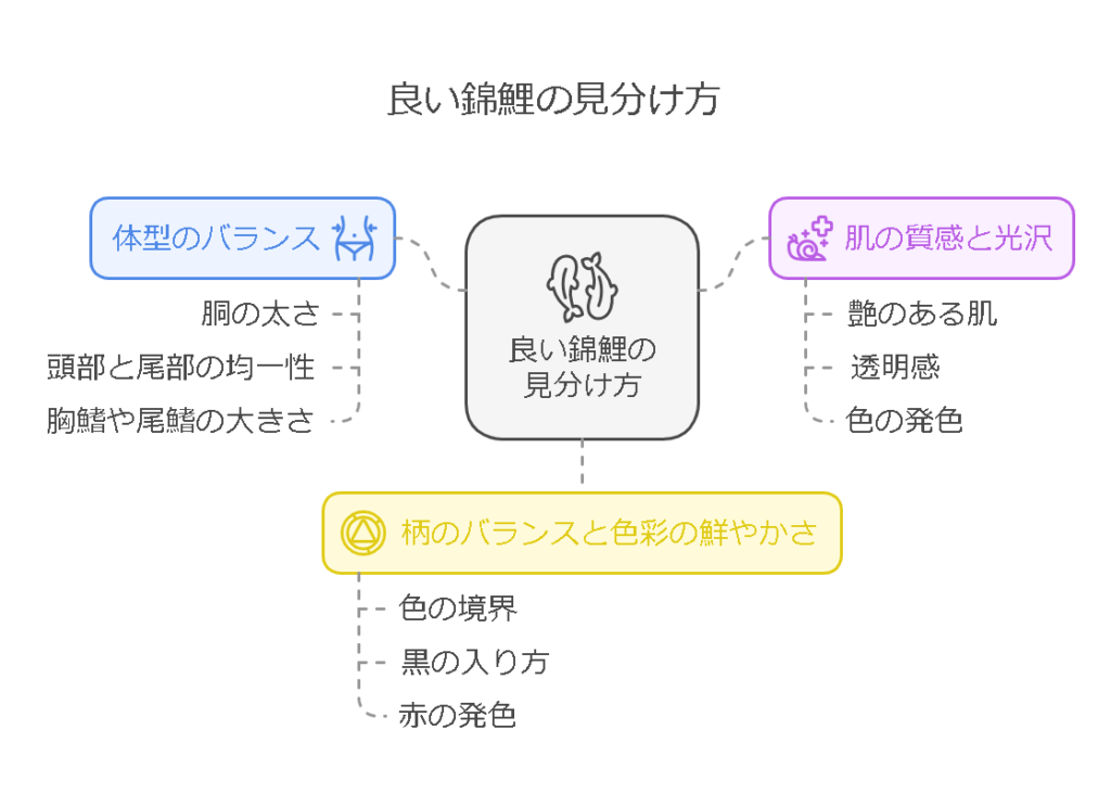 良い錦鯉の見分け方