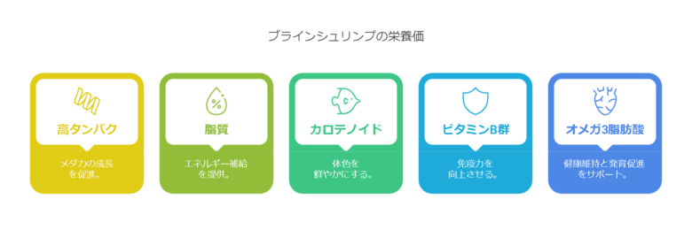 ブラインシュリンプとは？栄養価と特徴を解説