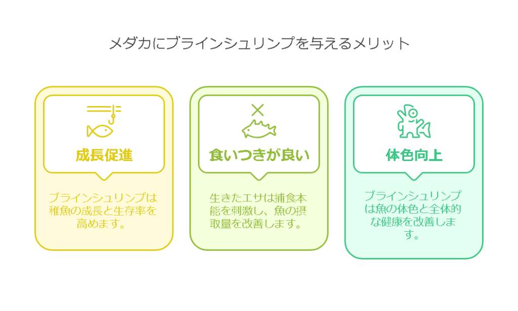 メダカにブラインシュリンプを与えるメリットは？