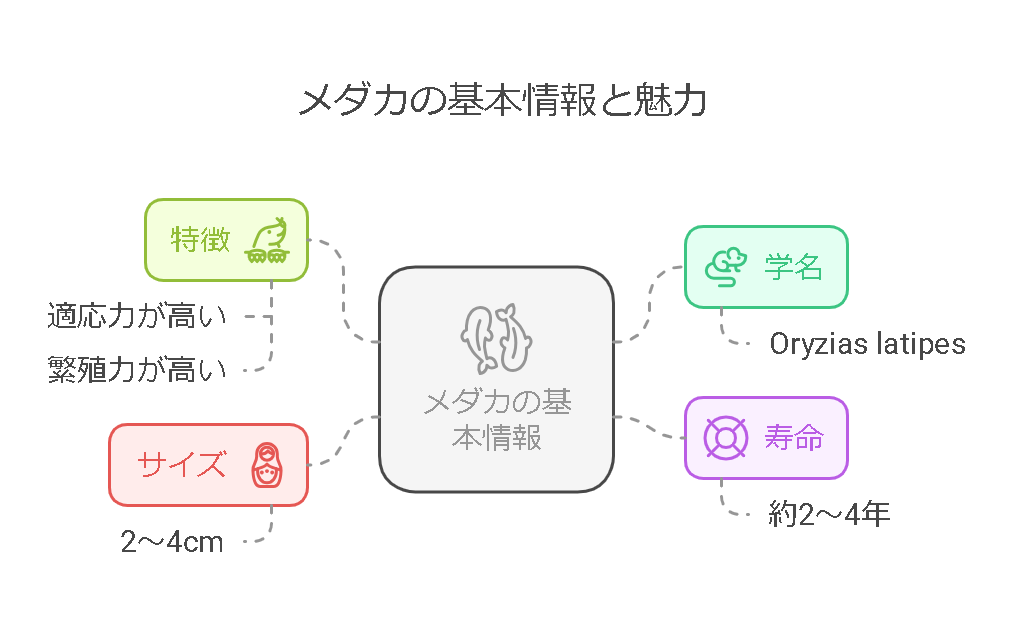 1. メダカとは？基本情報と魅力