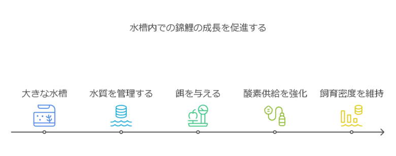 水槽内でも錦鯉を大きくする方法