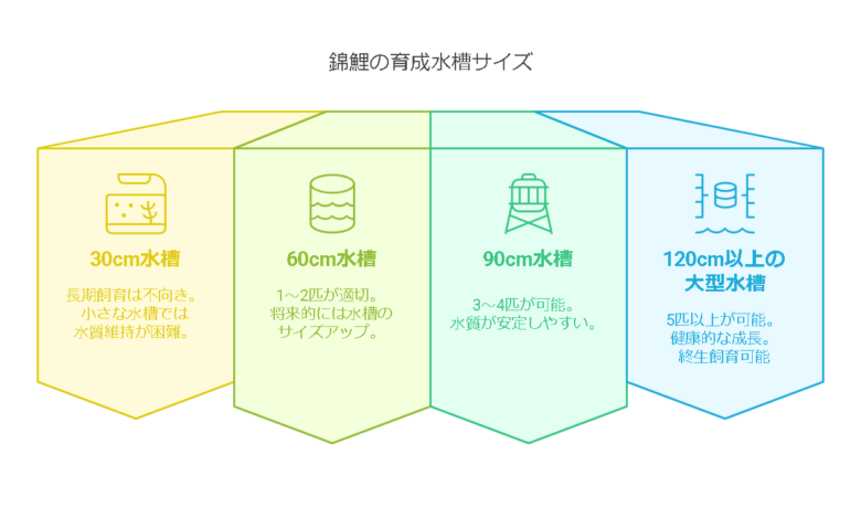 錦鯉を飼育するための水槽サイズと推奨匹数