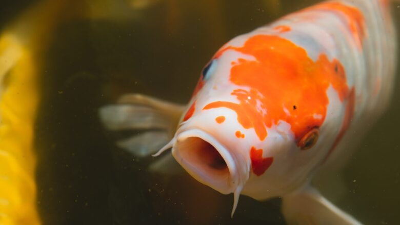 錦鯉を水槽で飼育するメリット