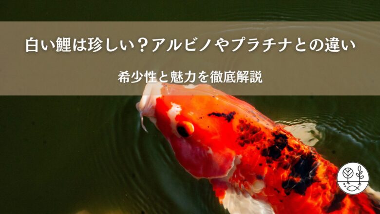 白い鯉は珍しい？アルビノやプラチナとの違い｜希少性と魅力を徹底解説