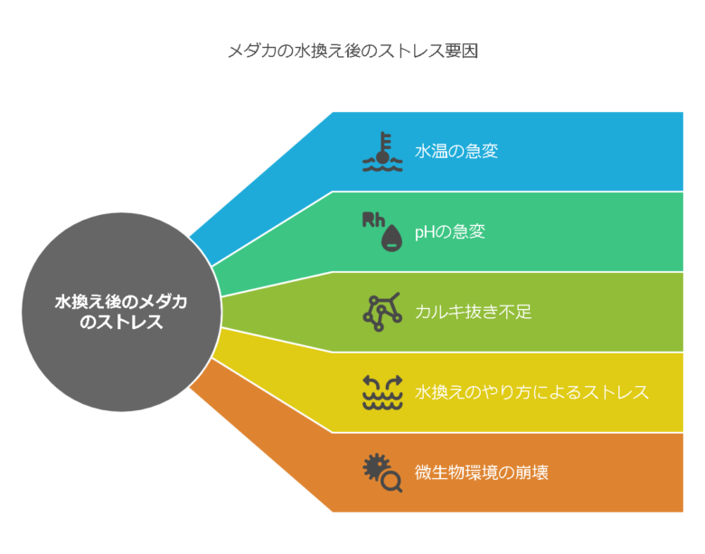 水換え後にメダカが弱る原因とは？