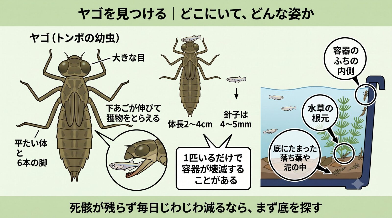 ヤゴは平たい体と大きな目、6本の脚。下あごが伸びて獲物をとらえる。体長2〜4cmで、針子の4〜5mmとは比べものにならない。隠れているのは容器のふちの内側、水草の根元、底にたまった落ち葉や泥の中。