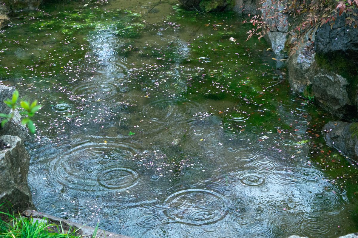 雨粒が水面に波紋を作る庭池の様子