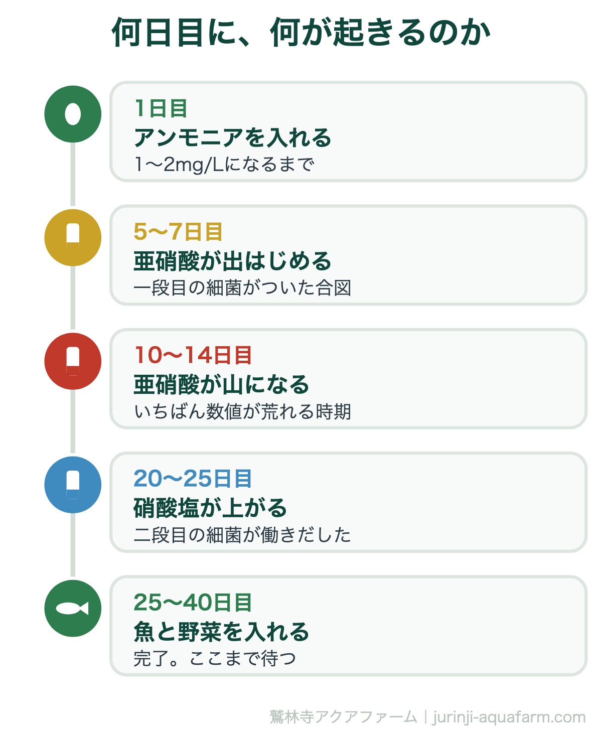 何日目に、何が起きるのか。アクアポニックスの立ち上げ手順