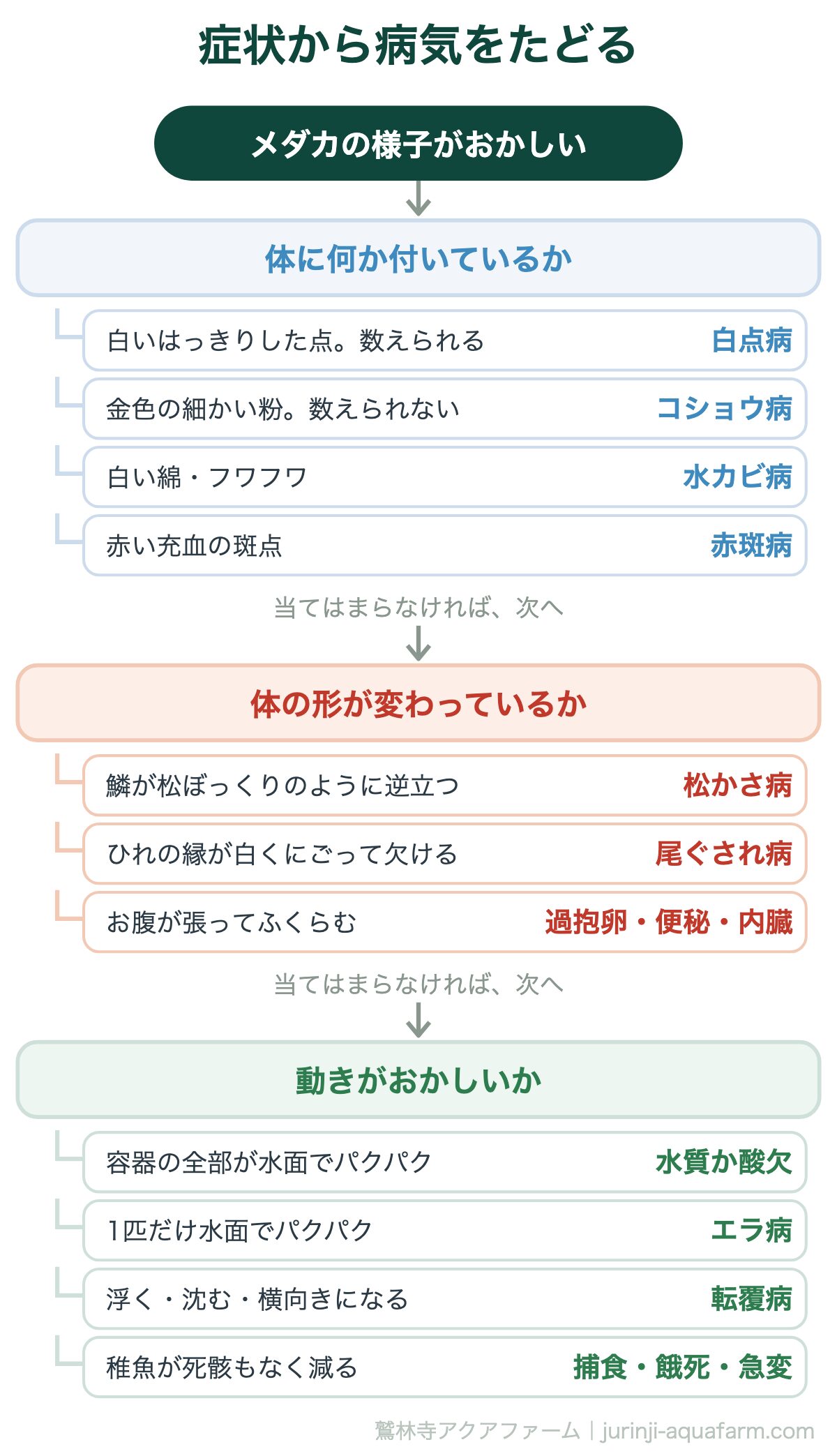 メダカの病気の見分け方｜症状から病気をたどる。上から順に。当てはまったところで止めて、その病気の記事へ進む