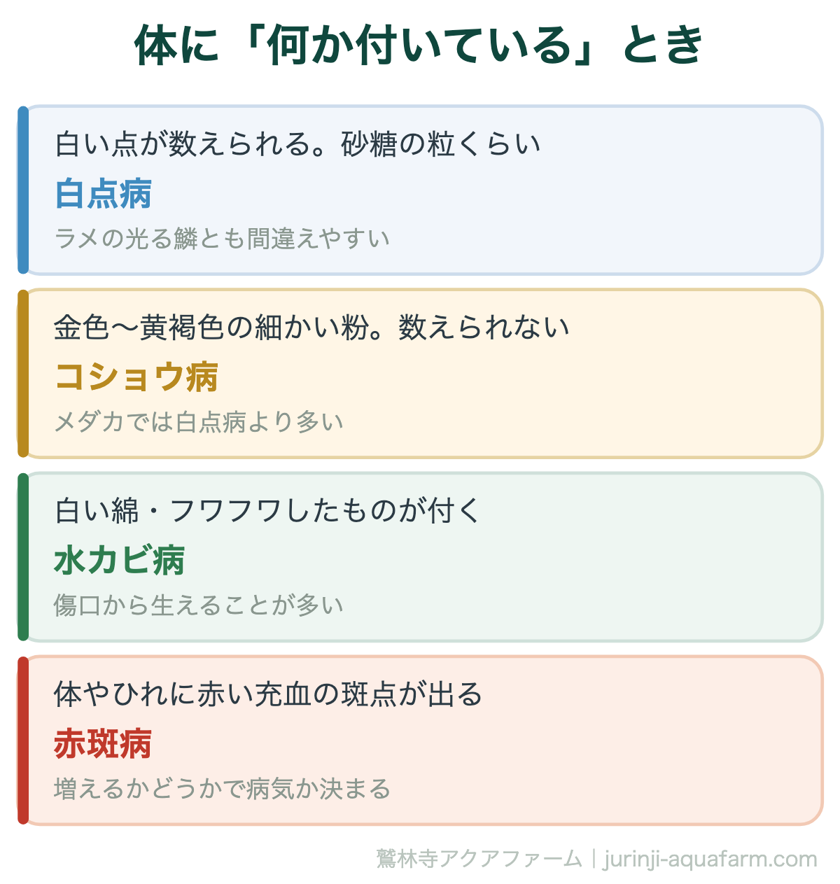 メダカの病気の見分け方｜体に「何か付いている」とき。粒か、粉か、綿か、赤みか。まず「形」で分かれる