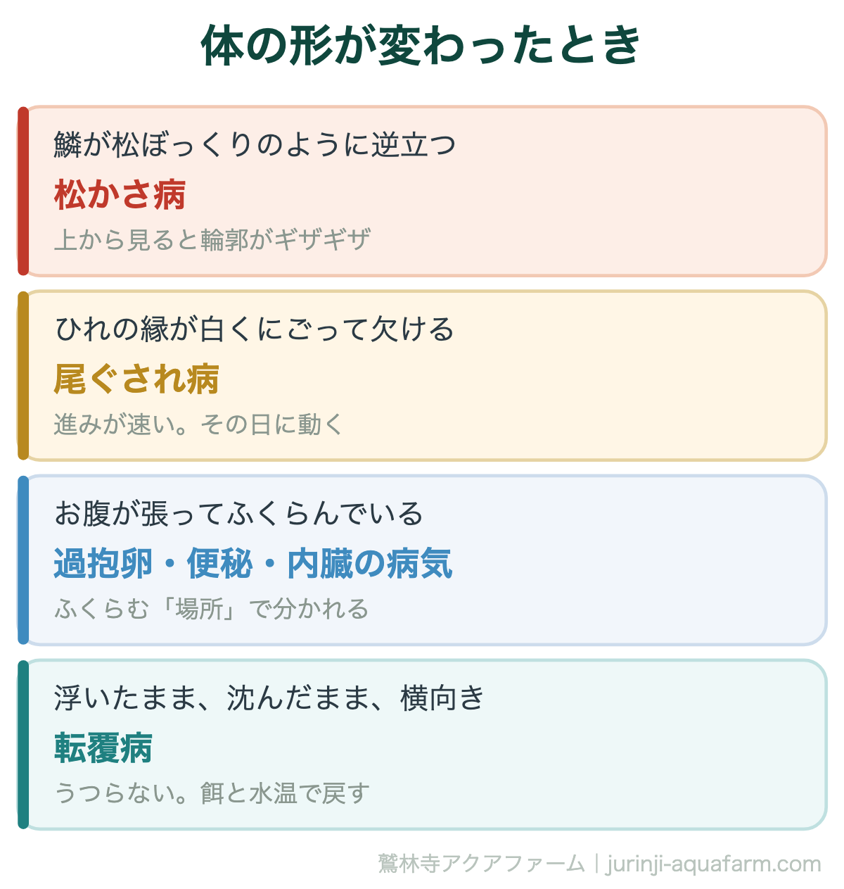 メダカの病気の見分け方｜体の形が変わったとき。鱗が立っているのか、体が張っているだけなのかを、上から見て確かめる
